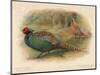 Japanese Pheasant (Phasaianus versicolor), Ring-Necked Pheasant (Phasaianus torquatus), 1900-Charles Whymper-Mounted Premium Giclee Print