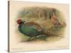 Japanese Pheasant (Phasaianus versicolor), Ring-Necked Pheasant (Phasaianus torquatus), 1900-Charles Whymper-Stretched Canvas