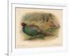 Japanese Pheasant (Phasaianus versicolor), Ring-Necked Pheasant (Phasaianus torquatus), 1900-Charles Whymper-Framed Giclee Print