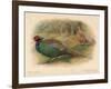 Japanese Pheasant (Phasaianus versicolor), Ring-Necked Pheasant (Phasaianus torquatus), 1900-Charles Whymper-Framed Giclee Print