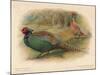 Japanese Pheasant (Phasaianus versicolor), Ring-Necked Pheasant (Phasaianus torquatus), 1900-Charles Whymper-Mounted Giclee Print