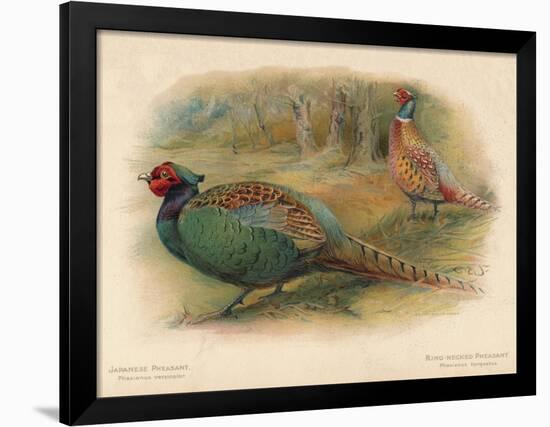 Japanese Pheasant (Phasaianus versicolor), Ring-Necked Pheasant (Phasaianus torquatus), 1900-Charles Whymper-Framed Giclee Print