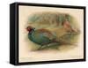 Japanese Pheasant (Phasaianus versicolor), Ring-Necked Pheasant (Phasaianus torquatus), 1900-Charles Whymper-Framed Stretched Canvas