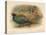 Japanese Pheasant (Phasaianus versicolor), Ring-Necked Pheasant (Phasaianus torquatus), 1900-Charles Whymper-Stretched Canvas