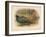 Japanese Pheasant (Phasaianus versicolor), Ring-Necked Pheasant (Phasaianus torquatus), 1900-Charles Whymper-Framed Giclee Print