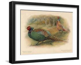Japanese Pheasant (Phasaianus versicolor), Ring-Necked Pheasant (Phasaianus torquatus), 1900-Charles Whymper-Framed Giclee Print