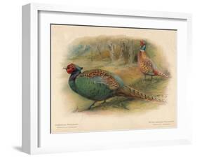 Japanese Pheasant (Phasaianus versicolor), Ring-Necked Pheasant (Phasaianus torquatus), 1900-Charles Whymper-Framed Giclee Print