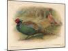 Japanese Pheasant (Phasaianus versicolor), Ring-Necked Pheasant (Phasaianus torquatus), 1900-Charles Whymper-Mounted Giclee Print