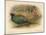 Japanese Pheasant (Phasaianus versicolor), Ring-Necked Pheasant (Phasaianus torquatus), 1900-Charles Whymper-Mounted Giclee Print