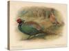 Japanese Pheasant (Phasaianus versicolor), Ring-Necked Pheasant (Phasaianus torquatus), 1900-Charles Whymper-Stretched Canvas