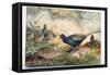 Japanese Pheasants, 1865-Joseph Wolf-Framed Stretched Canvas