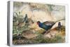 Japanese Pheasants, 1865-Joseph Wolf-Stretched Canvas