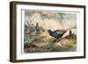 Japanese Pheasants, 1865-Joseph Wolf-Framed Giclee Print