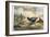 Japanese Pheasants, 1865-Joseph Wolf-Framed Giclee Print