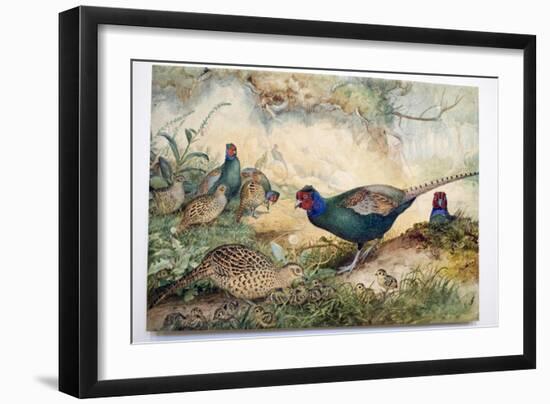 Japanese Pheasants, 1865-Joseph Wolf-Framed Giclee Print