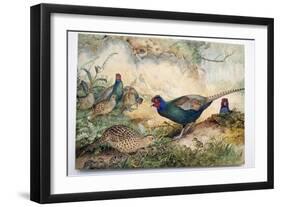 Japanese Pheasants, 1865-Joseph Wolf-Framed Giclee Print