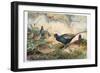 Japanese Pheasants, 1865-Joseph Wolf-Framed Giclee Print