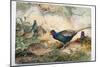 Japanese Pheasants, 1865-Joseph Wolf-Mounted Giclee Print