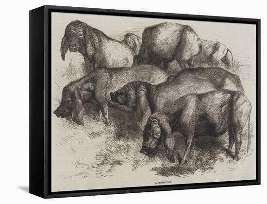 Japanese Pigs-Harrison William Weir-Framed Stretched Canvas