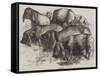 Japanese Pigs-Harrison William Weir-Framed Stretched Canvas