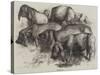 Japanese Pigs-Harrison William Weir-Stretched Canvas