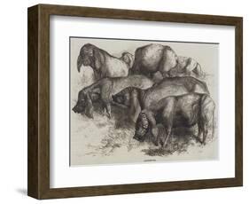 Japanese Pigs-Harrison William Weir-Framed Giclee Print