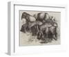 Japanese Pigs-Harrison William Weir-Framed Giclee Print