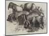 Japanese Pigs-Harrison William Weir-Mounted Giclee Print