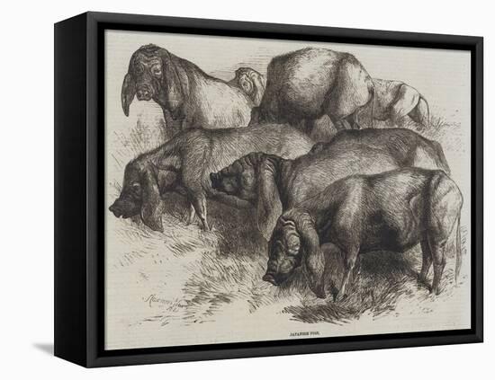 Japanese Pigs-Harrison William Weir-Framed Stretched Canvas
