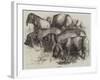 Japanese Pigs-Harrison William Weir-Framed Giclee Print