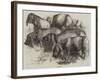 Japanese Pigs-Harrison William Weir-Framed Giclee Print