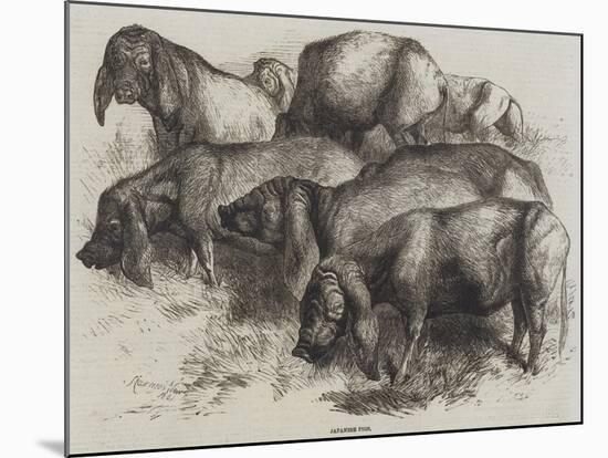 Japanese Pigs-Harrison William Weir-Mounted Giclee Print