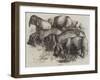 Japanese Pigs-Harrison William Weir-Framed Giclee Print