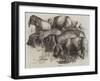 Japanese Pigs-Harrison William Weir-Framed Giclee Print