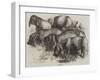 Japanese Pigs-Harrison William Weir-Framed Giclee Print