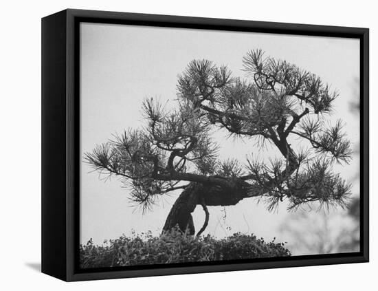 Japanese Pine Trees, Dwarfed and Shaped in Japanese Fashion, at Brooklyn Botanic Garden-Gordon Parks-Framed Stretched Canvas