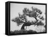 Japanese Pine Trees, Dwarfed and Shaped in Japanese Fashion, at Brooklyn Botanic Garden-Gordon Parks-Framed Stretched Canvas