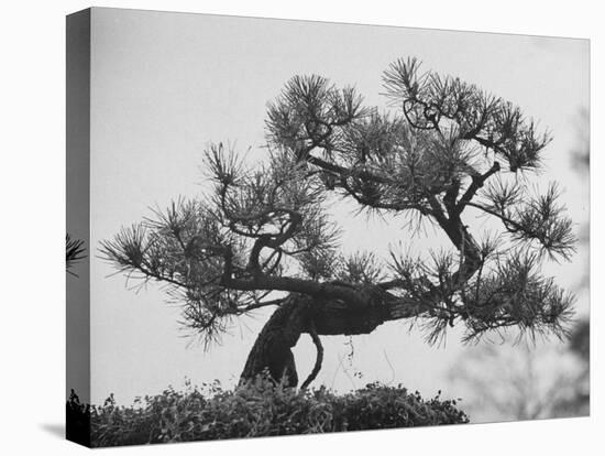 Japanese Pine Trees, Dwarfed and Shaped in Japanese Fashion, at Brooklyn Botanic Garden-Gordon Parks-Stretched Canvas
