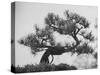 Japanese Pine Trees, Dwarfed and Shaped in Japanese Fashion, at Brooklyn Botanic Garden-Gordon Parks-Stretched Canvas