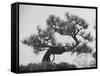 Japanese Pine Trees, Dwarfed and Shaped in Japanese Fashion, at Brooklyn Botanic Garden-Gordon Parks-Framed Stretched Canvas