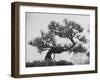 Japanese Pine Trees, Dwarfed and Shaped in Japanese Fashion, at Brooklyn Botanic Garden-Gordon Parks-Framed Premium Photographic Print