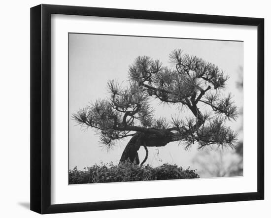 Japanese Pine Trees, Dwarfed and Shaped in Japanese Fashion, at Brooklyn Botanic Garden-Gordon Parks-Framed Premium Photographic Print