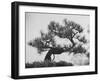 Japanese Pine Trees, Dwarfed and Shaped in Japanese Fashion, at Brooklyn Botanic Garden-Gordon Parks-Framed Premium Photographic Print