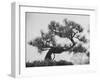 Japanese Pine Trees, Dwarfed and Shaped in Japanese Fashion, at Brooklyn Botanic Garden-Gordon Parks-Framed Premium Photographic Print