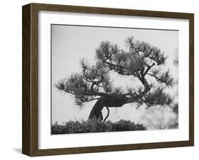 Japanese Pine Trees, Dwarfed and Shaped in Japanese Fashion, at Brooklyn Botanic Garden-Gordon Parks-Framed Photographic Print