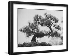 Japanese Pine Trees, Dwarfed and Shaped in Japanese Fashion, at Brooklyn Botanic Garden-Gordon Parks-Framed Photographic Print