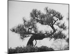 Japanese Pine Trees, Dwarfed and Shaped in Japanese Fashion, at Brooklyn Botanic Garden-Gordon Parks-Mounted Photographic Print