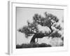 Japanese Pine Trees, Dwarfed and Shaped in Japanese Fashion, at Brooklyn Botanic Garden-Gordon Parks-Framed Photographic Print