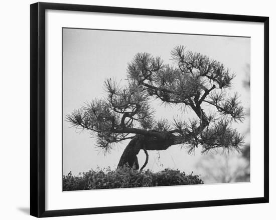 Japanese Pine Trees, Dwarfed and Shaped in Japanese Fashion, at Brooklyn Botanic Garden-Gordon Parks-Framed Photographic Print