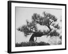 Japanese Pine Trees, Dwarfed and Shaped in Japanese Fashion, at Brooklyn Botanic Garden-Gordon Parks-Framed Photographic Print